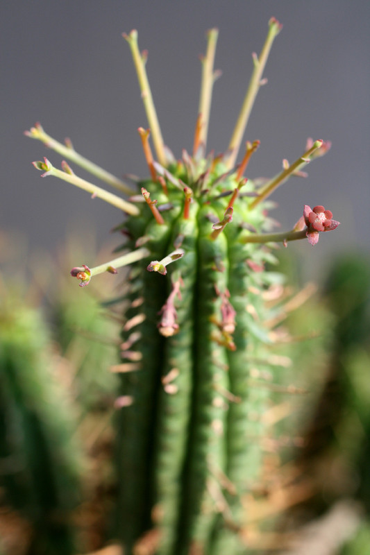 euphorbia submammillaris 0370