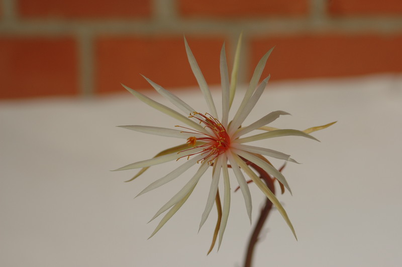 epiphyllum phyllanthus rubrocoronatum rba373 713