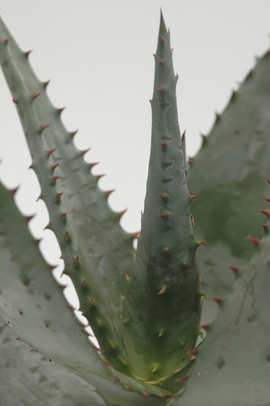 aloe ferox 8736