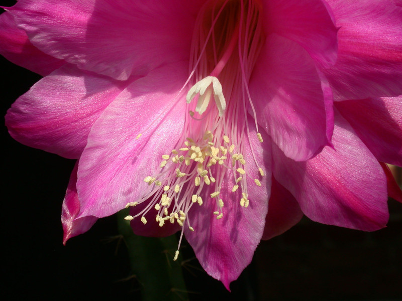 aporocactus fliedery paetz06