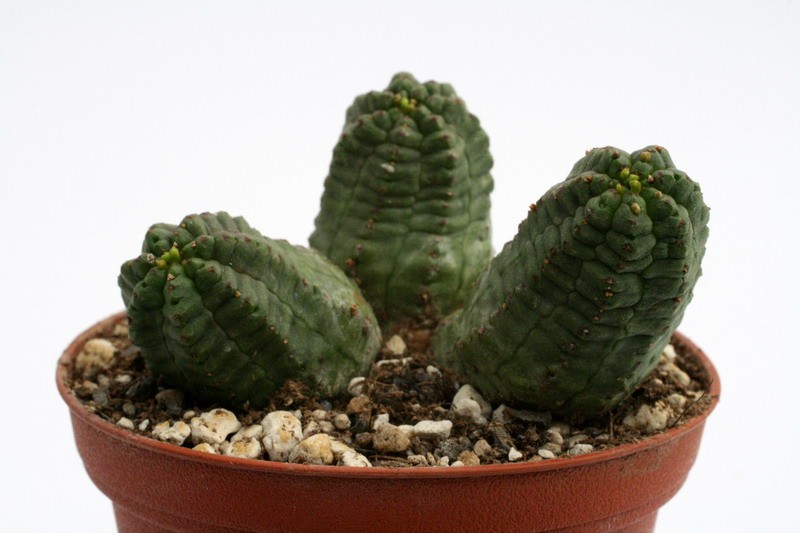 euphorbia pseudoglobosa 9543 sm