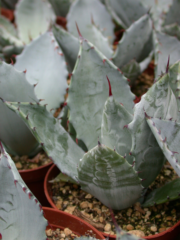 agave shrevei valtapuntes 2110