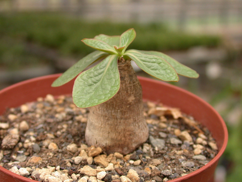 euphorbia ecklonii 01