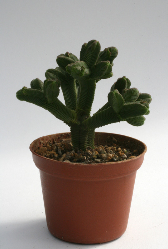 crassula pyramidalis 0197