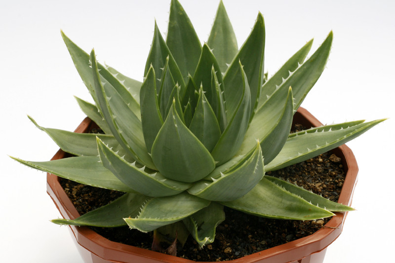 aloe polyphylla 0606