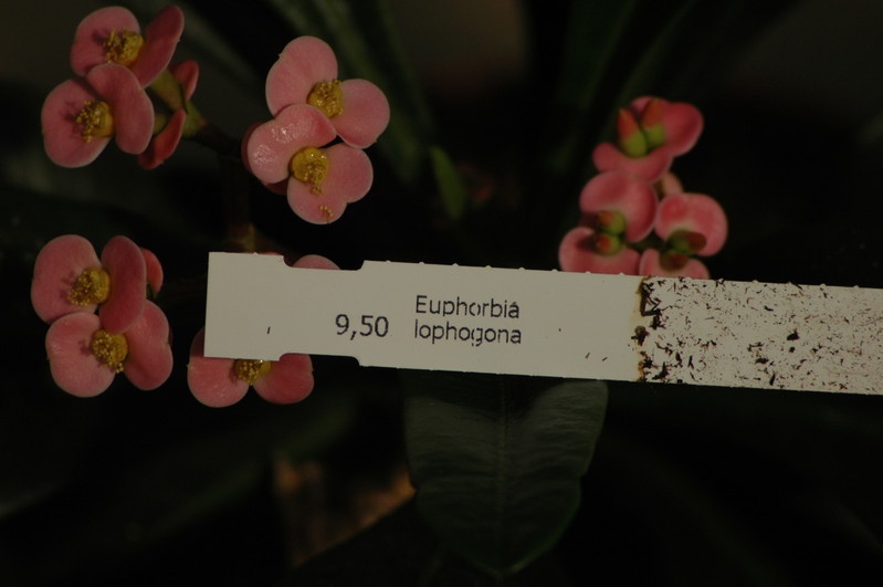 euphorbia lophogona 04