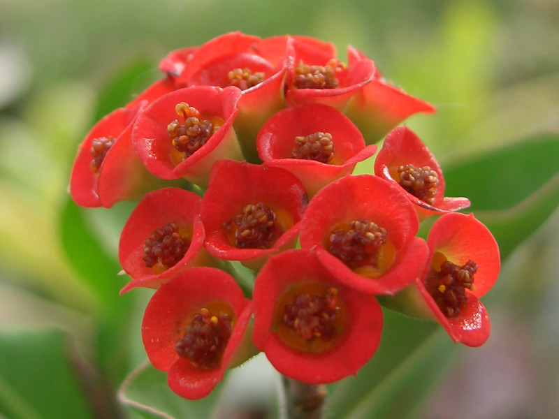 euphorbia milii multihybriden 1572