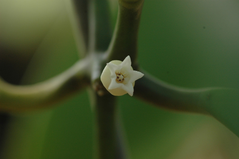 dischidia latifolia 06