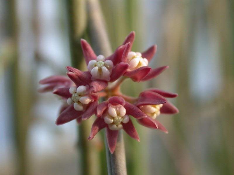 sarcostemma vanlessenii 04