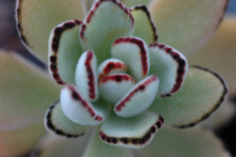 kalanchoe tomentosa 04