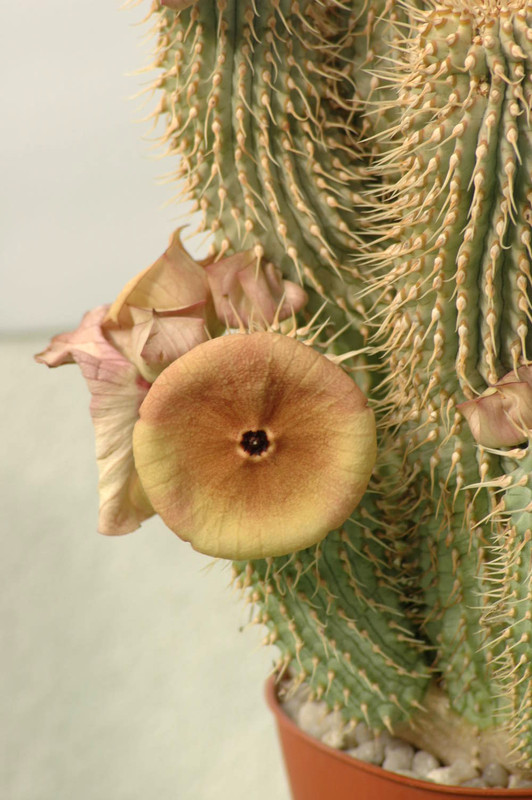 hoodia sp 7
