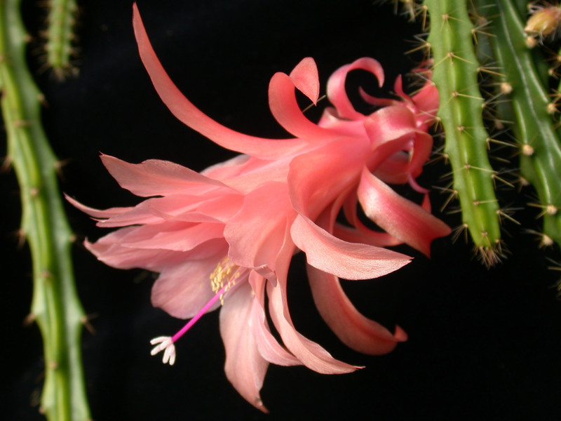 aporocactus wendy 02