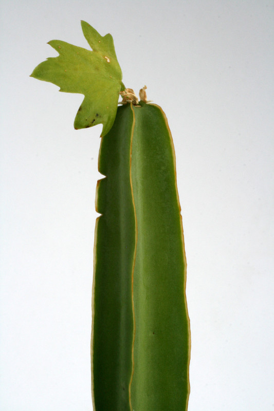 cissus quadrangularis 0733