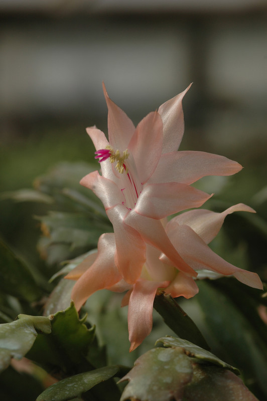 schlumbergera christmas flame 8258