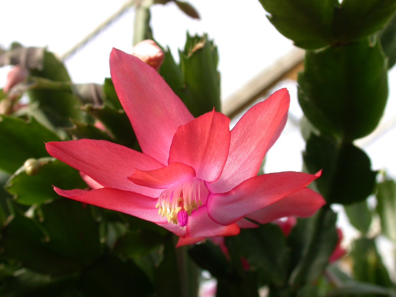 schlumbergera peach parfait 03