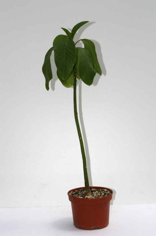 phytolacca dioica 3498