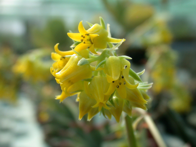 echeveria pulidonis es3969 09