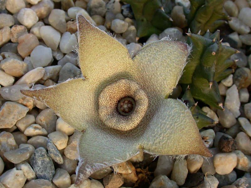 dipolcyantha ciliata4