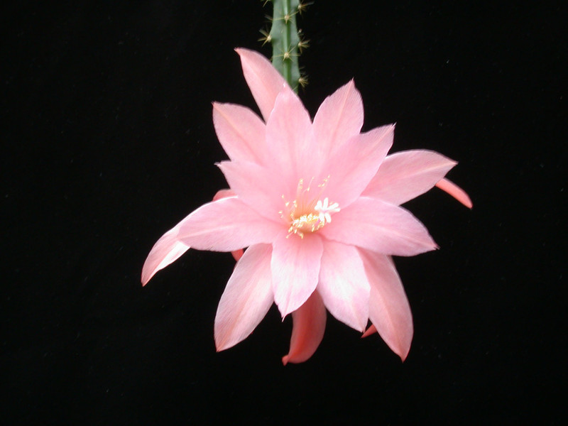 aporocactus wendy16