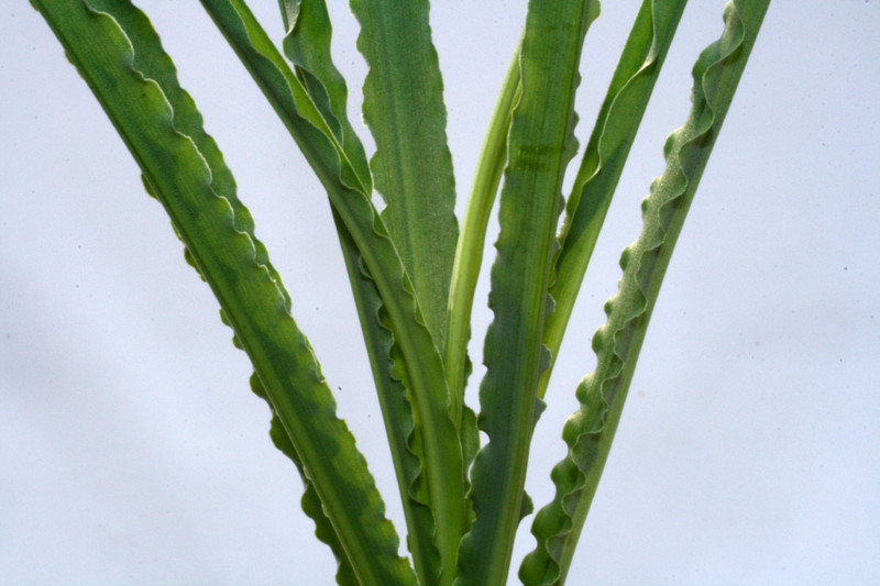 urginea undulata 3476