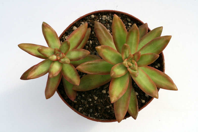 sedum nussbaumerianum 7568