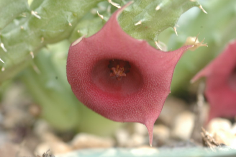 huernia aspera zacher 1992