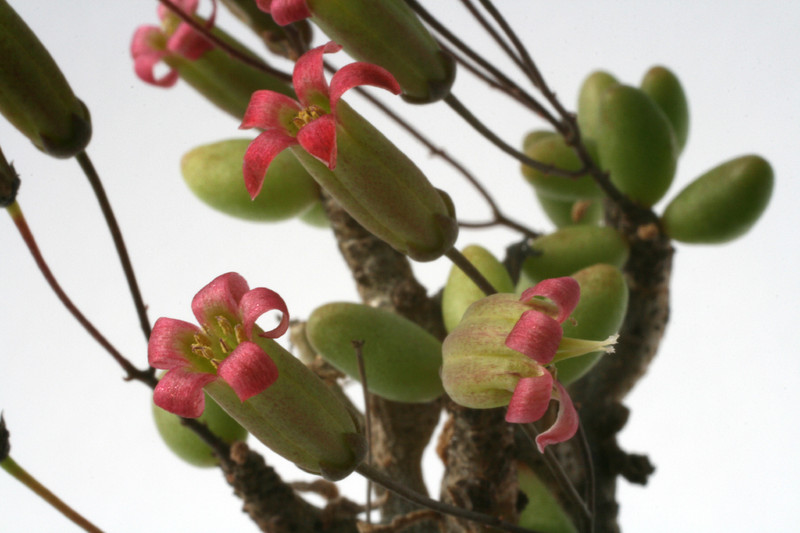 tylecodon x bleckiae 6417