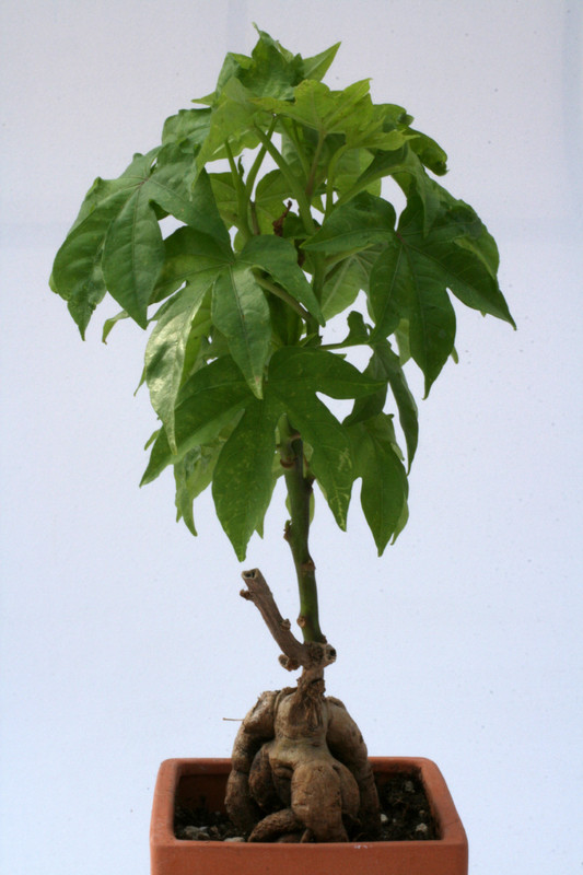 ipomea variegata sp 3480