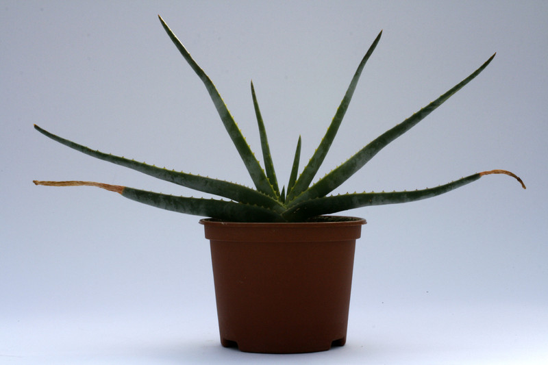 aloe capitata cipolinicola 8111