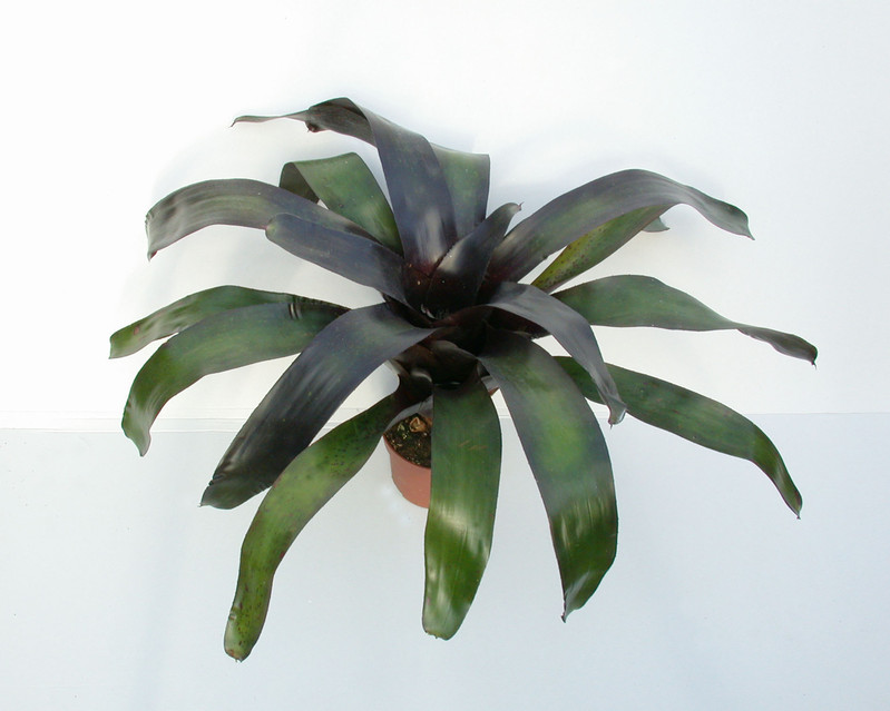 neoregelia midnight 01