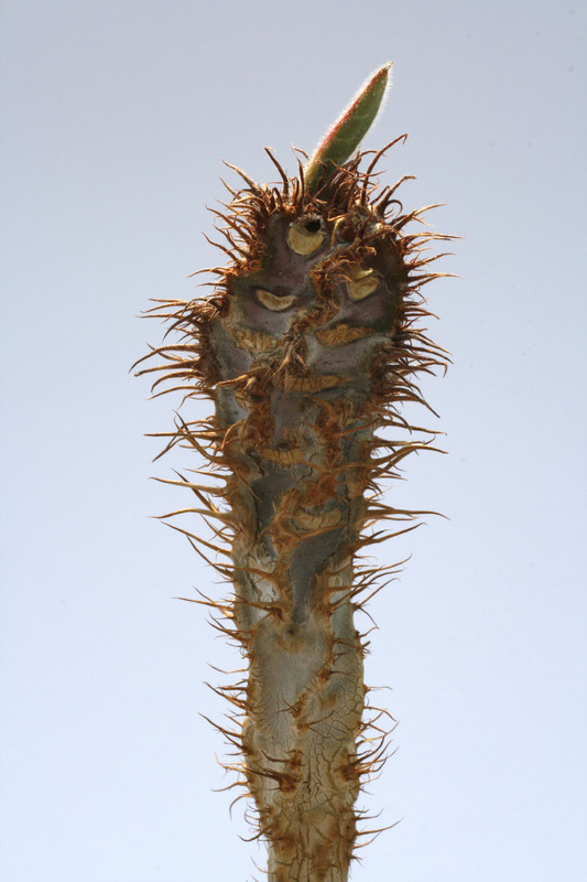 euphorbia iharanae 7889