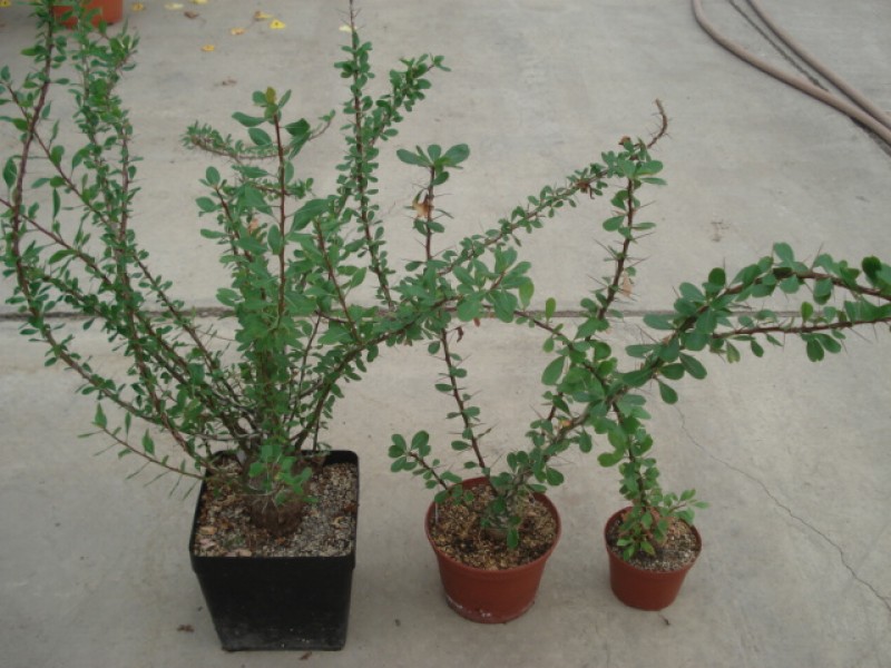 fouquieria fasciculata 2