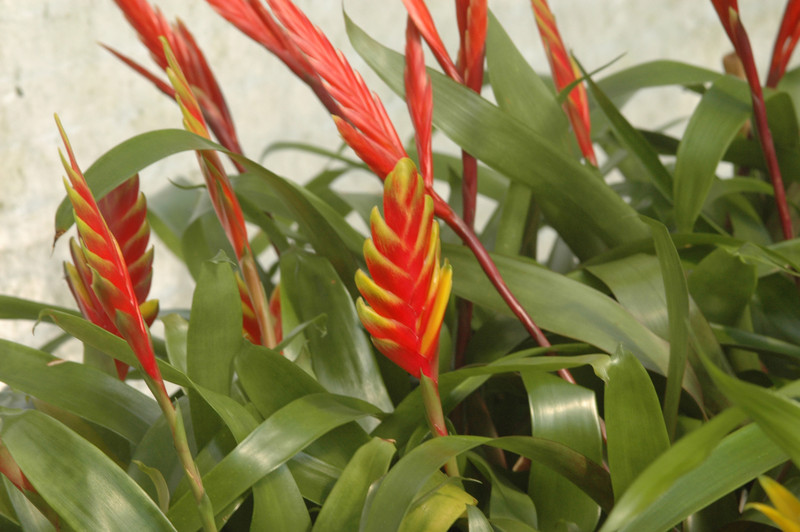 vriesea psittacina 02