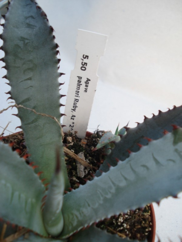 agave palmeri ruby az 4863