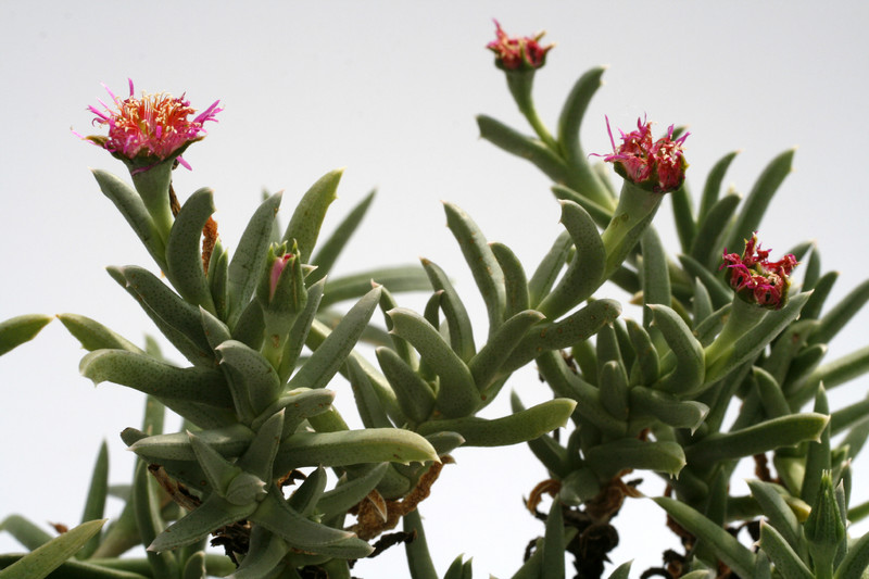ruschia pulvinaris 9253