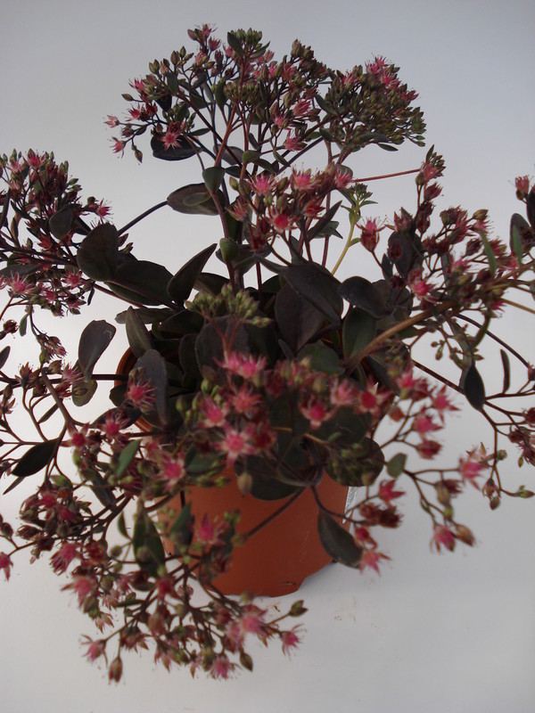 sedum cauticolum bertram anderson 697
