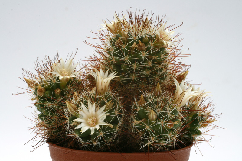 mammillaria marcosii 9745