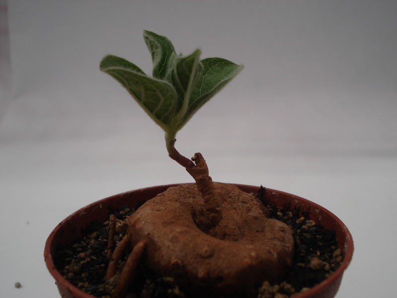 brachystelma maritae 6251