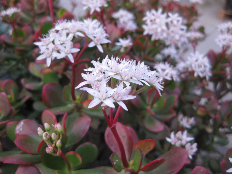 crassula ovata 9822