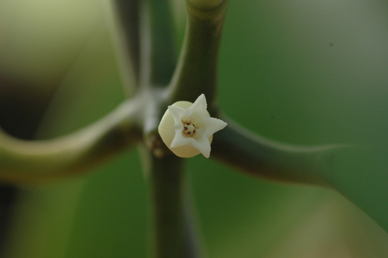 dischidia latifolia 05