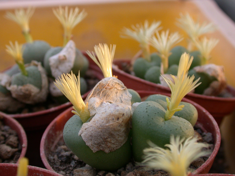 conophytum uvaeforme02