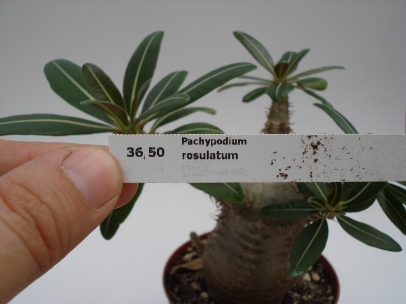 pachypodium rosulatum 754