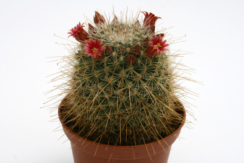 mammillaria meyranii michoacana mg776 3 9902