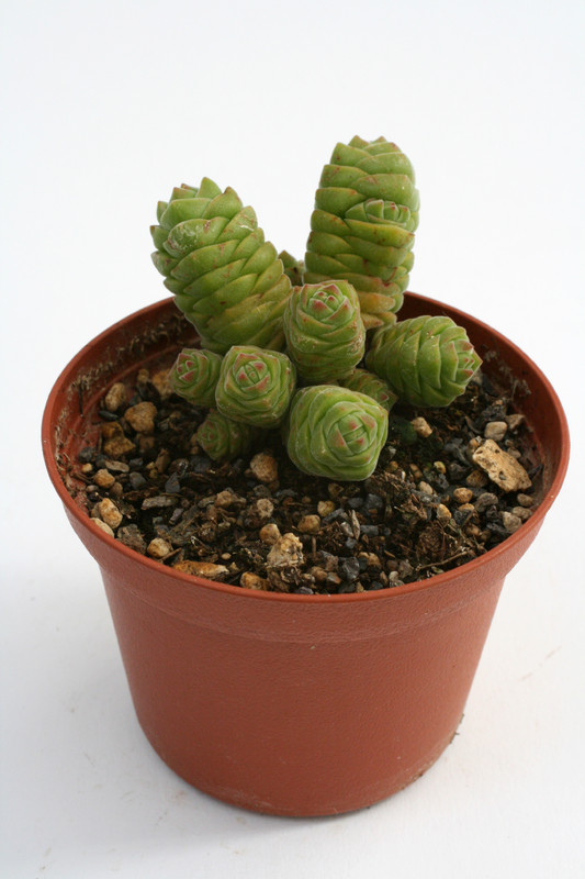 crassula columnella 0211