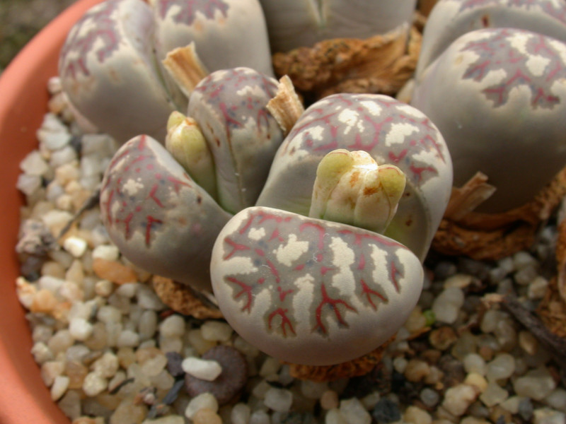 lithops dorotheae 06