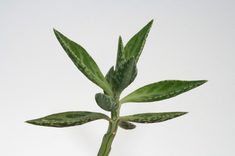 monadenium montanum 4027