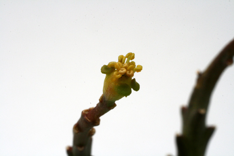 euphorbia fasciculata 7472