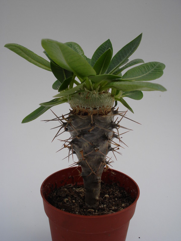 pachypodium brevicaule 739