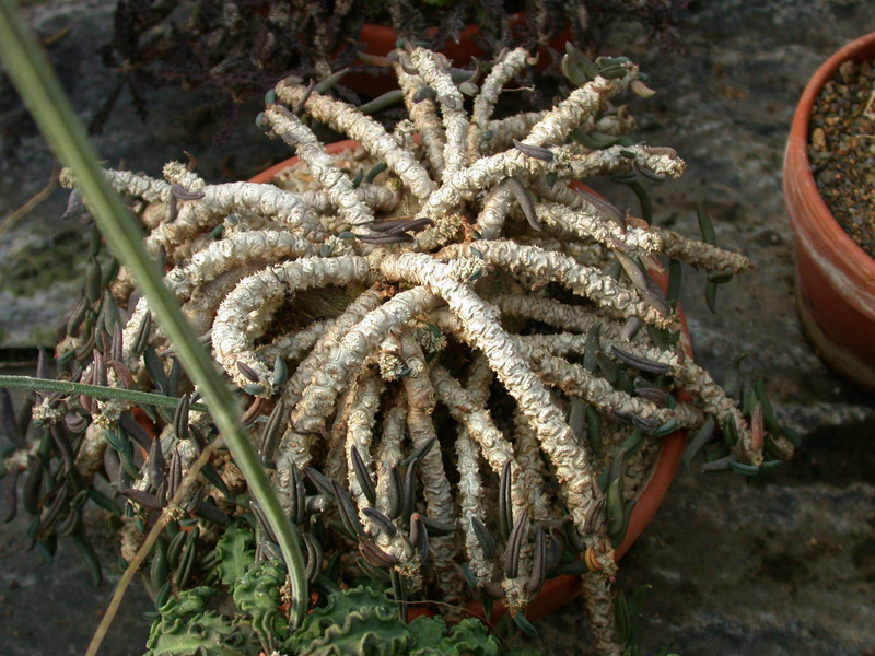 euphorbia cylindrifolia ssp tuberifera1