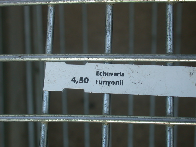 echeveria runyonii 9984